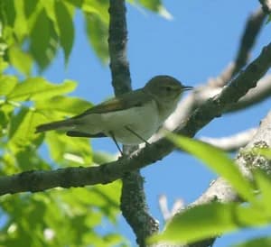 Promenades ornithologiques dans la haute vallée de la Clarée. (2/2)