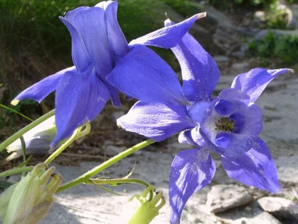 De Valmeinier 1500 al rifugio des Marches attraverso la strada forestale del Prec — foto 5